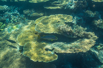 _60A7137.jpg _60A7137.jpg