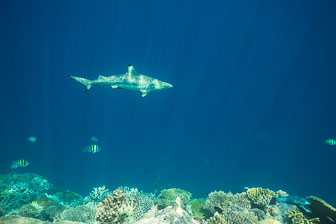 _60A7144.jpg _60A7144.jpg