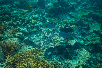 _60A7177.jpg _60A7177.jpg