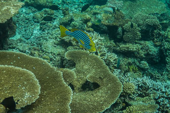 _60A7367.jpg _60A7367.jpg