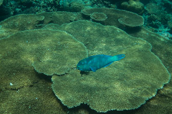 _60A7377.jpg _60A7377.jpg