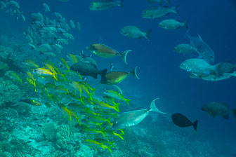 _60A7409.jpg _60A7409.jpg