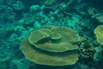 _60A7421.jpg _60A7421.jpg