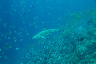 _60A7431.jpg _60A7431.jpg