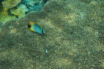 _60A7458.jpg _60A7458.jpg