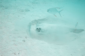 _60A7483.jpg _60A7483.jpg