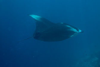 _60A7531.jpg _60A7531.jpg