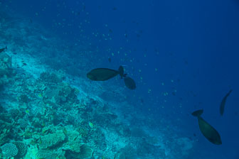 _60A7861.jpg _60A7861.jpg