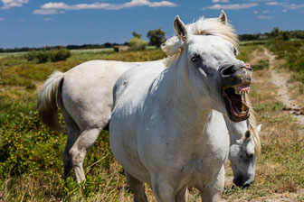 Camargue