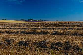 _SR10390.jpg _SR10390.jpg