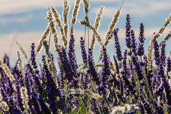 _SR20536.jpg _SR20536.jpg