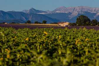 _SR20586.jpg _SR20586.jpg