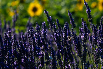 _SR20598.jpg _SR20598.jpg