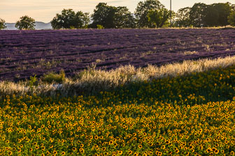 _SR20656.jpg _SR20656.jpg