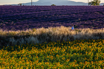 _SR20661.jpg _SR20661.jpg