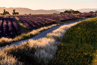 _SR20735.jpg _SR20735.jpg