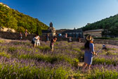 Tourits in Lavender fields near Abbaye Notre-Dame de Sénanque _SR20915.jpg