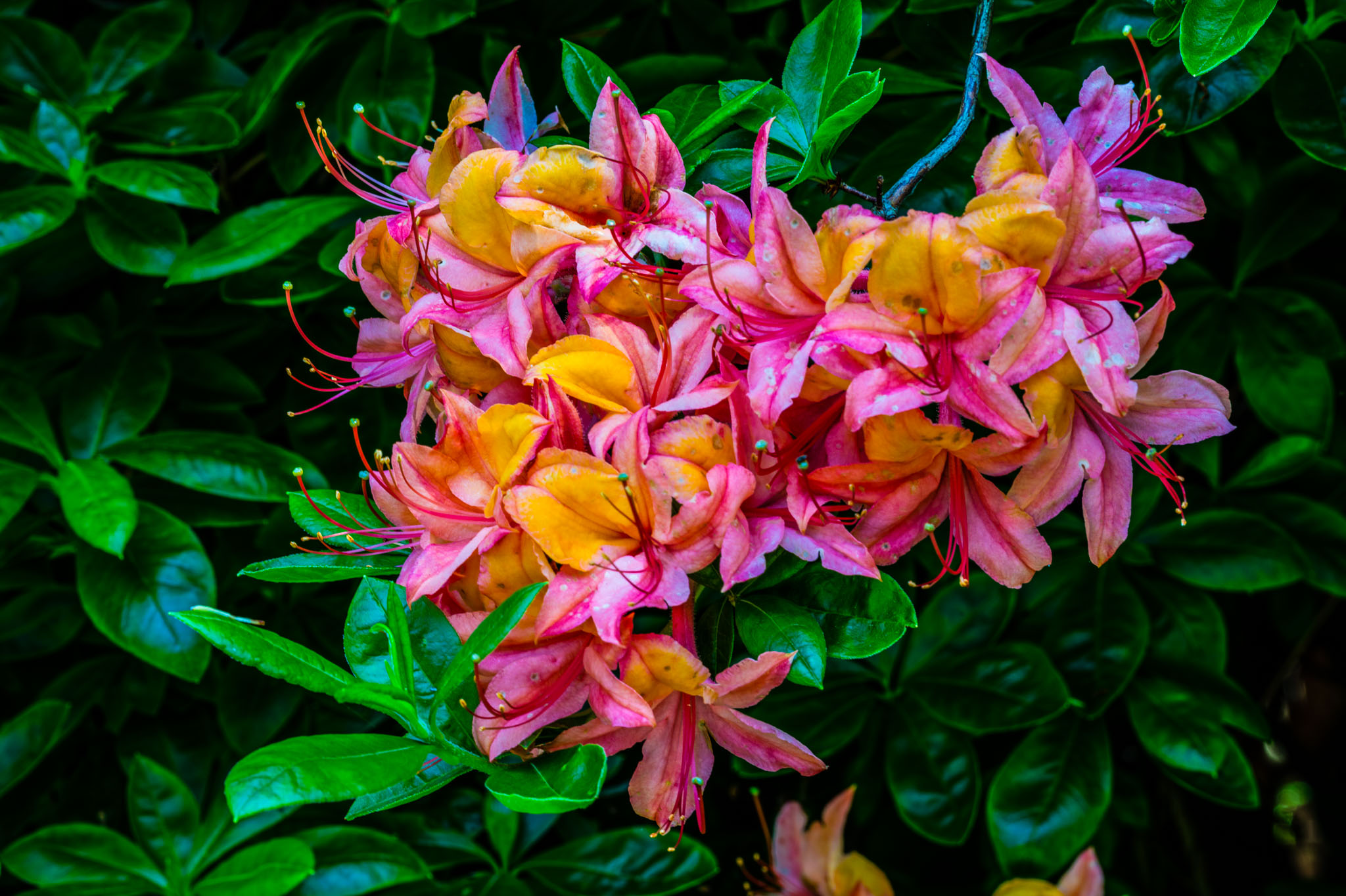 Rododendron-2.jpg