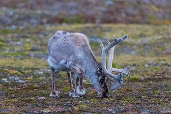 Svalbard - Spitzbergen