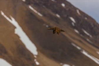 Svalbard - Spitzbergen