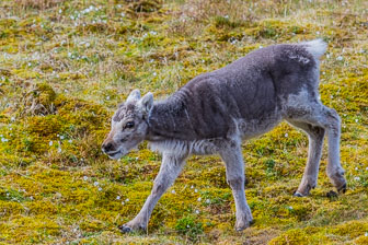 Svalbard - Spitzbergen