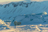 Winter in Svalbard