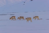 Winter in Svalbard