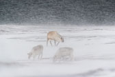 Winter in Svalbard