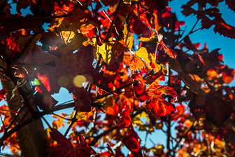 _B5P9731.jpg _B5P9731.jpg