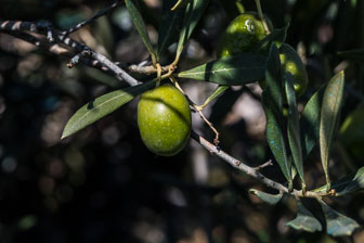 _B5P9750.jpg _B5P9750.jpg