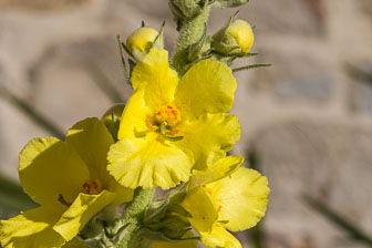 _B5P9756.jpg _B5P9756.jpg