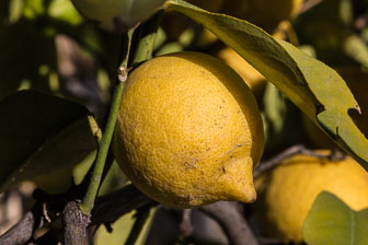 _B5P9764.jpg _B5P9764.jpg