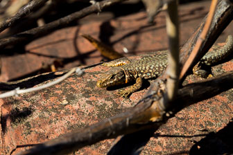 _B5P9777.jpg _B5P9777.jpg