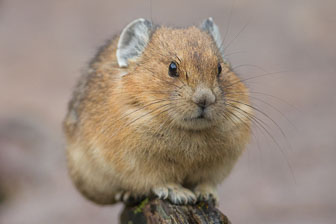 Verschnaufpause für das Pika _B5P2902.jpg