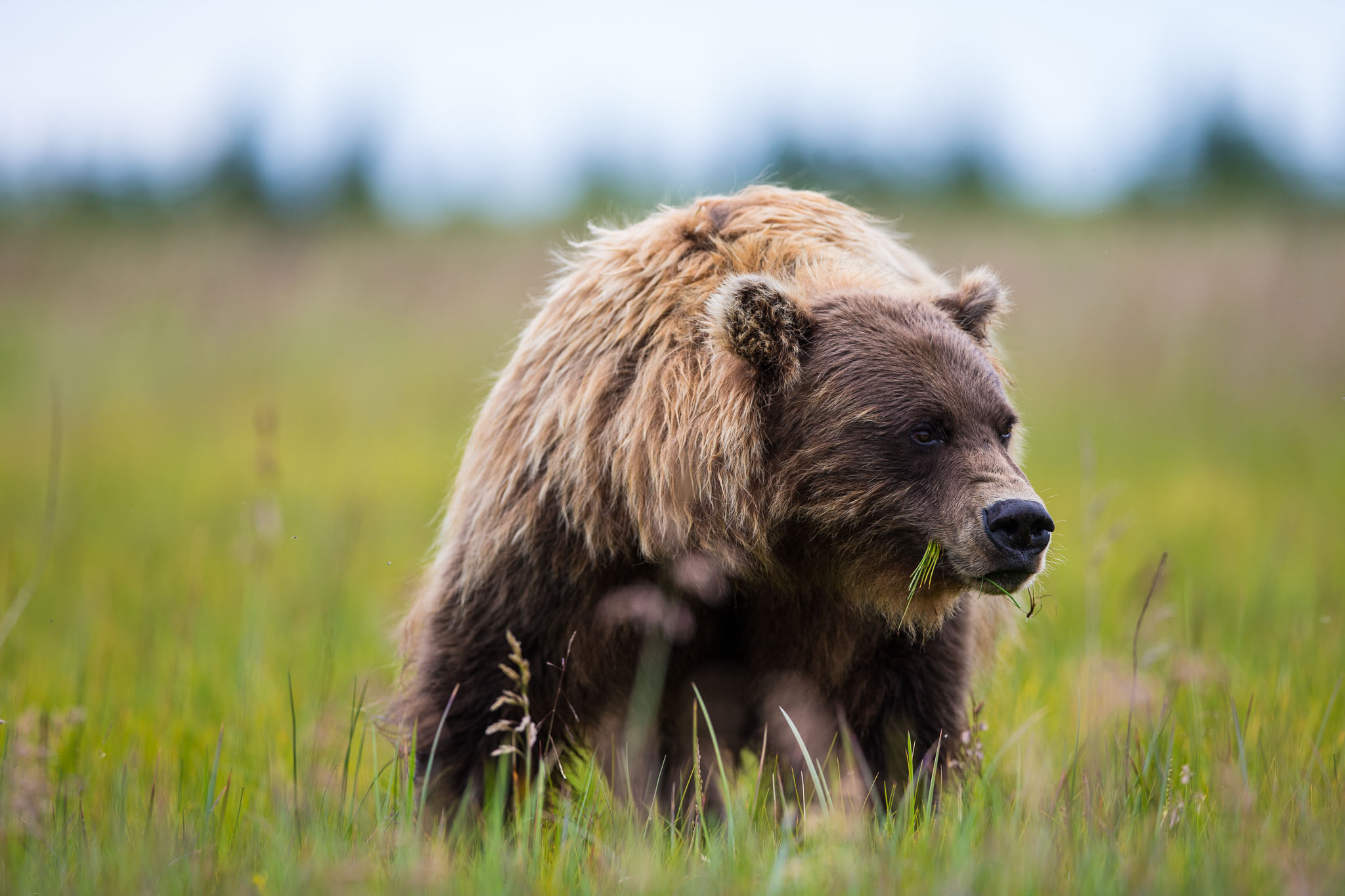 Braunbär beim Grasen - U & HP's Landscape And Wildlife Photography