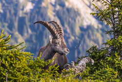 Schweiz