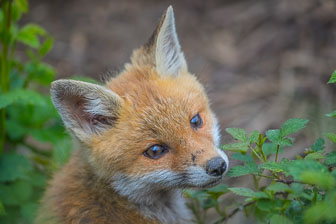 Red Fox Puppies