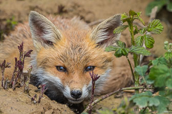 red fox puppy watching me _DX29656.jpg