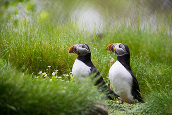 Zoo Dählhölzli